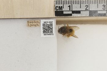 Media type: image;   Entomology 794972 Aspect: Labels